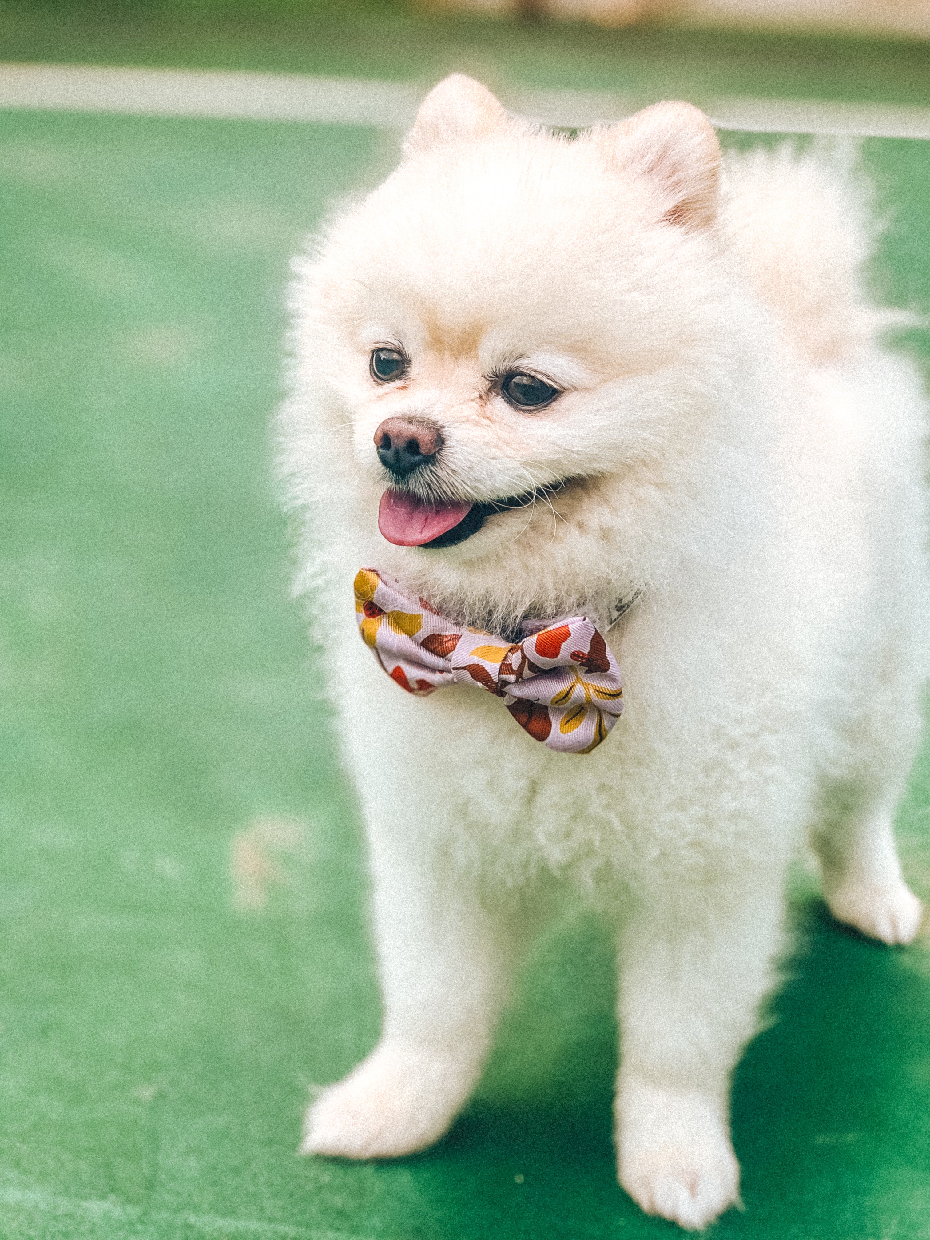 Summer Lurving Bow Tie