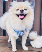 Enchanted Adjustable Harness
