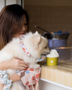 Summer Lurving Dog Collar