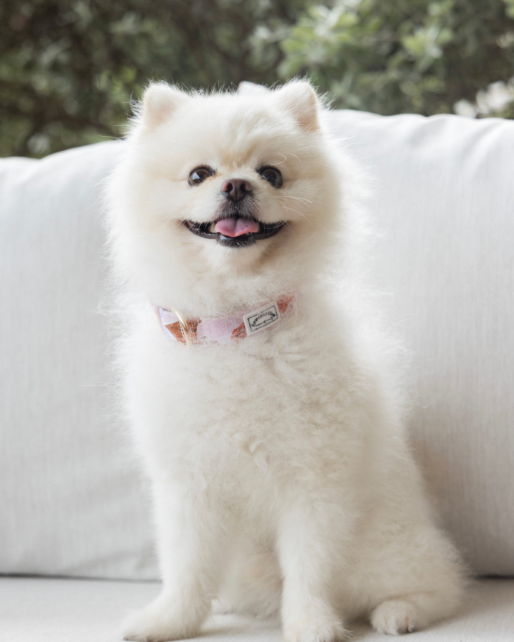 Summer Lurving Dog Collar