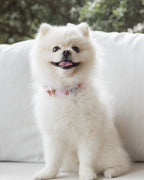 Summer Lurving Dog Collar