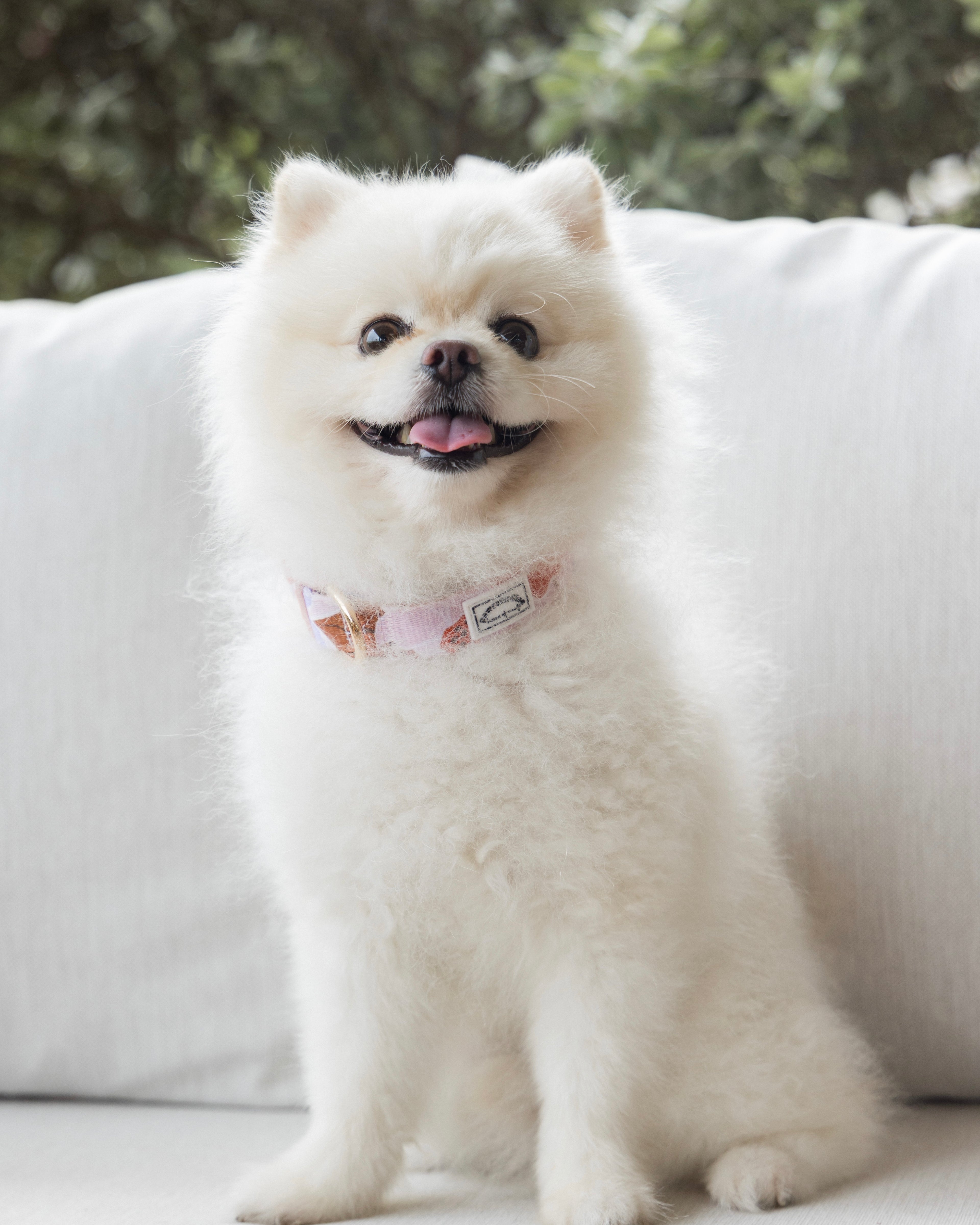 Summer Lurving Dog Collar