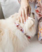 Summer Lurving Dog Collar