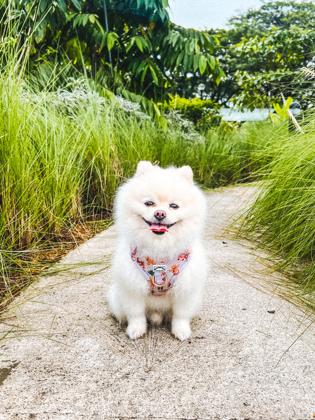 Noel’s Tradition Adjustable Harness