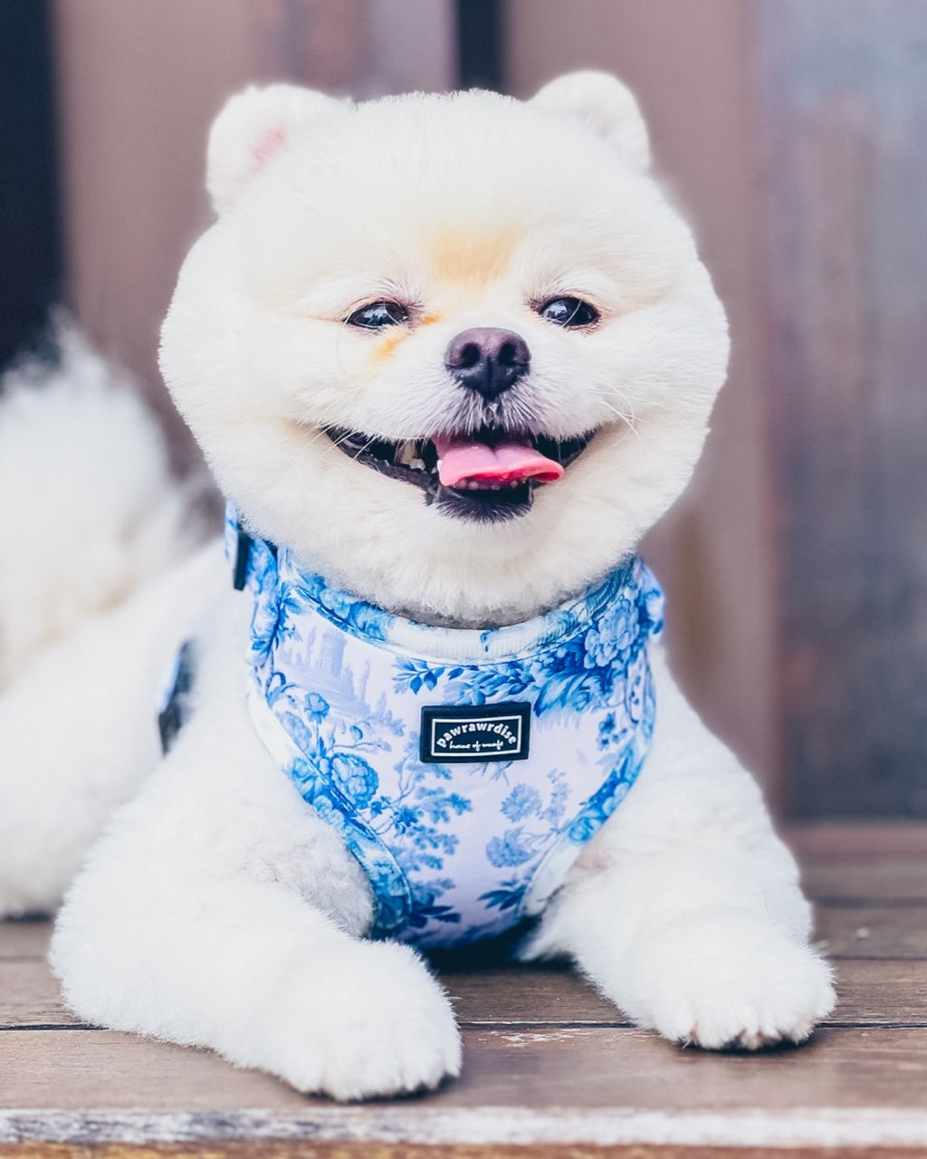 Enchanted Adjustable Harness
