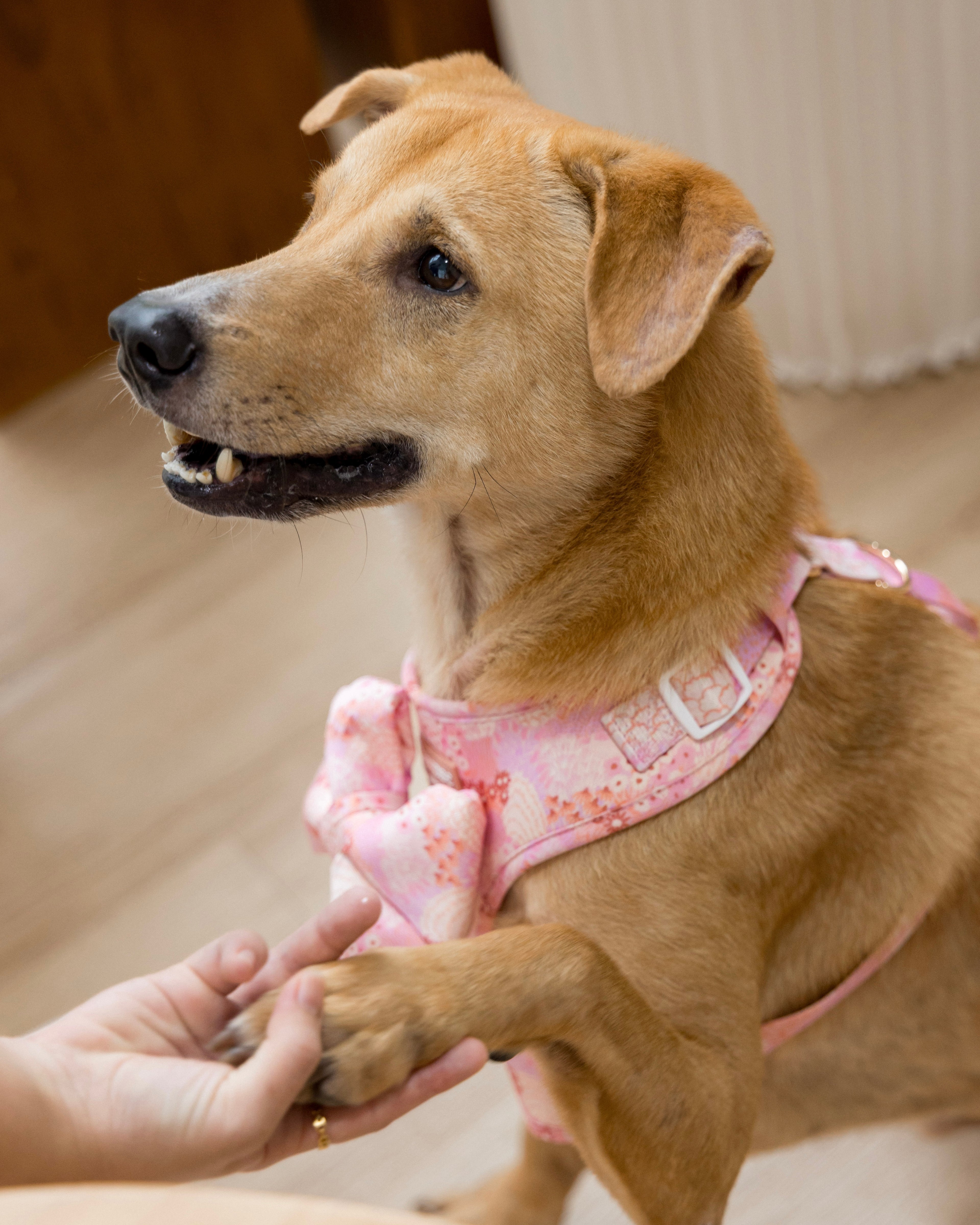Blush Bloom Adjustable Harness