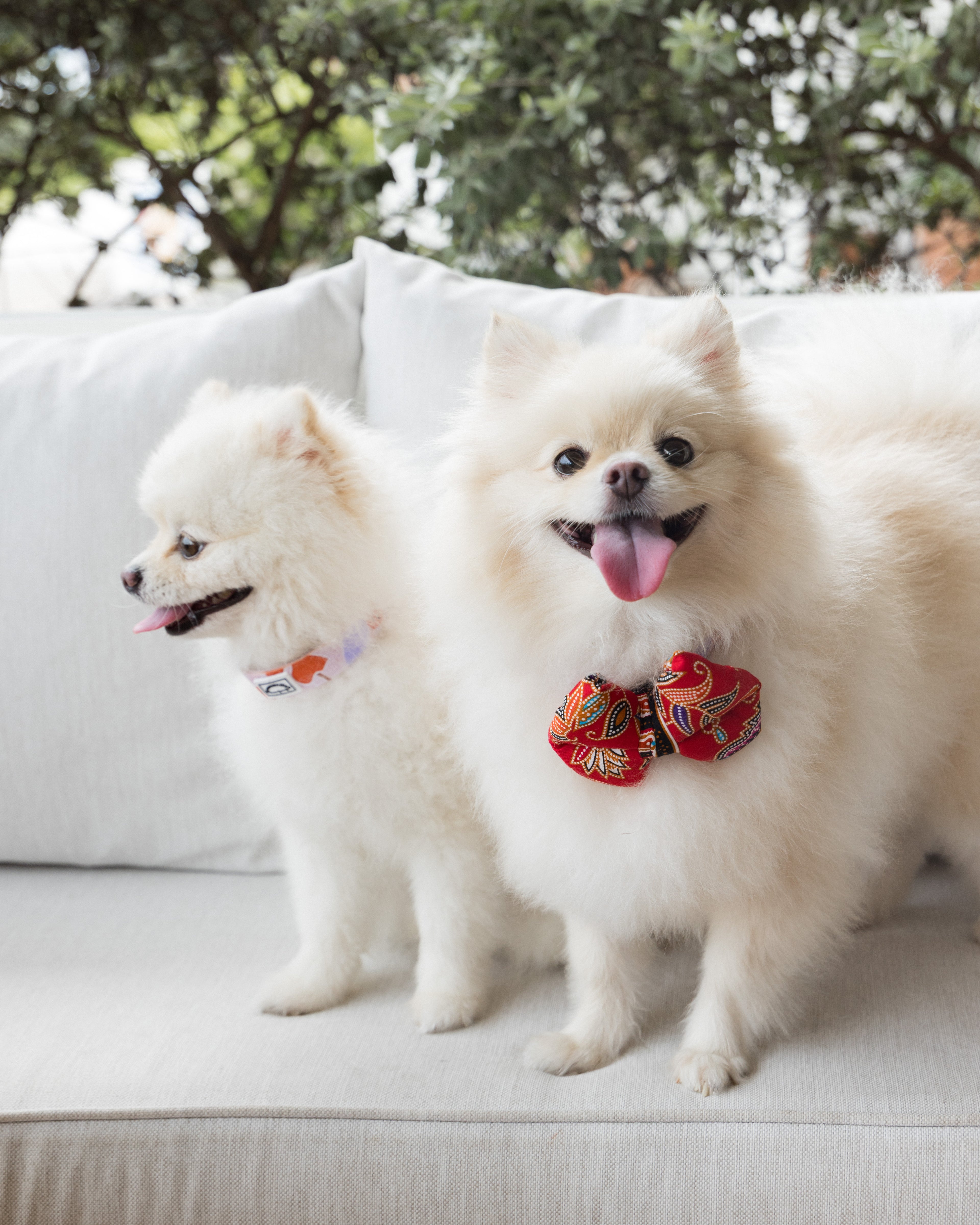 Summer Lurving Dog Collar