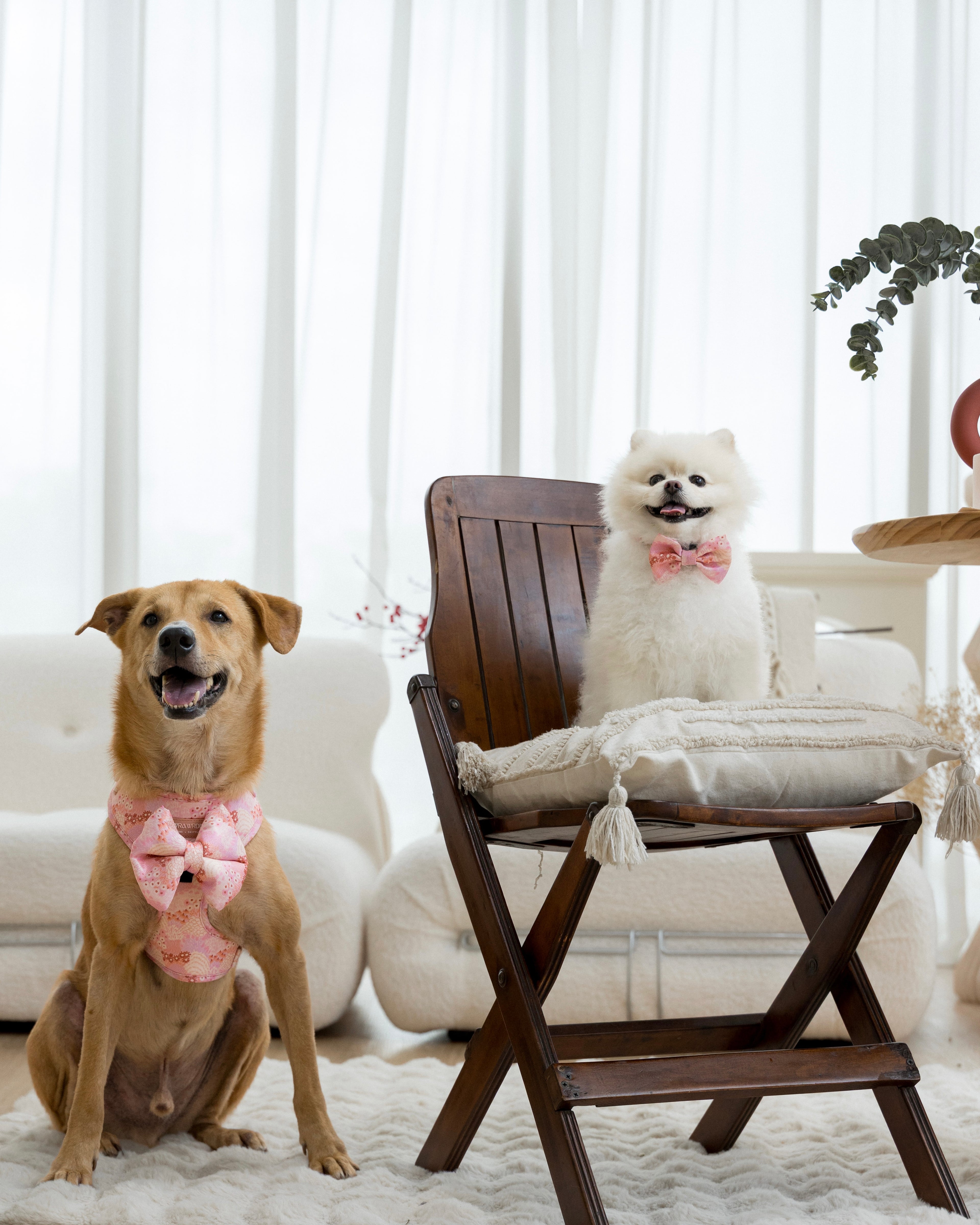 Two dogs, one white pomeranian and one brown mongrel wearing pink bow tie and pillow bow attached to the pink floral adjustable harness sitting in a home setting with a wooden chair and white curtains.