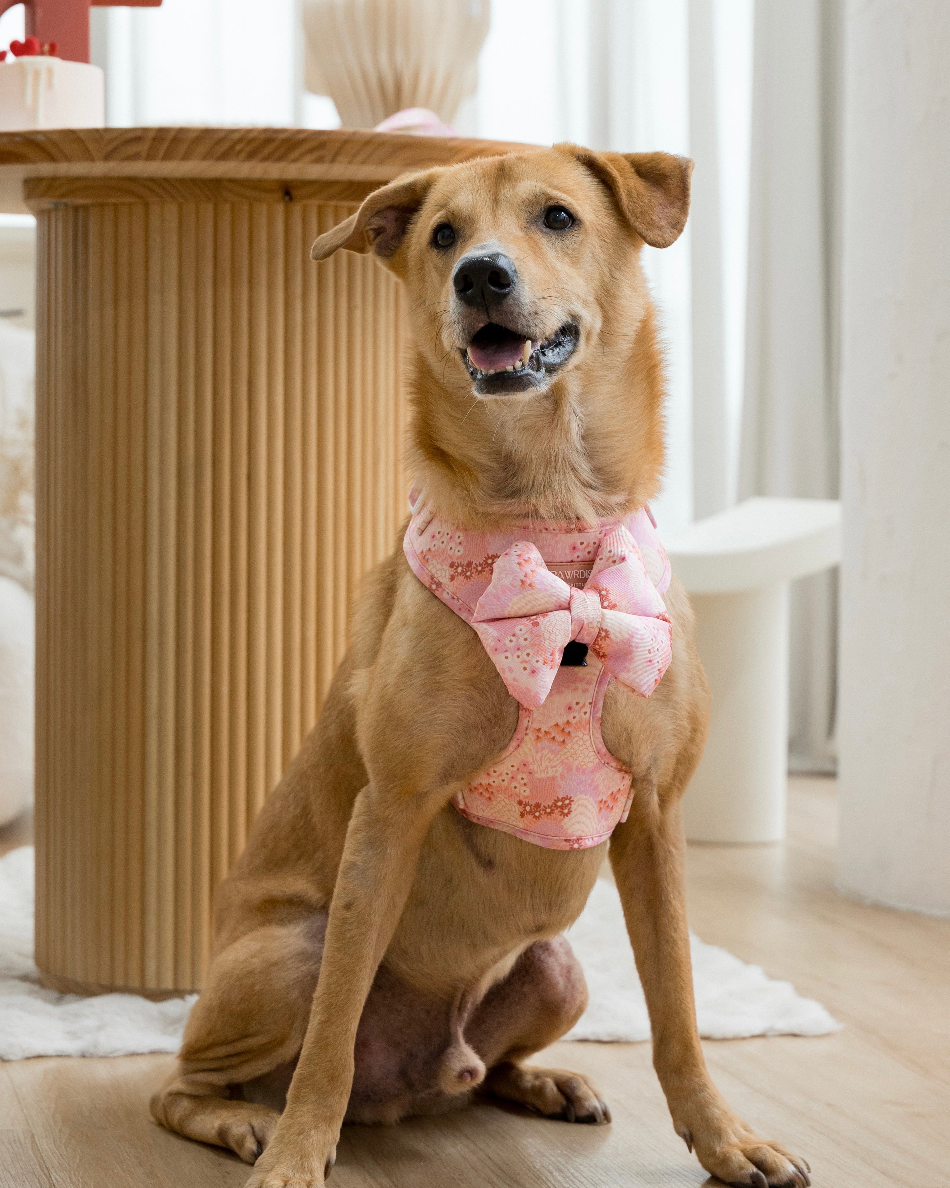 Medium sized brown dog, mongrel wearing a pink floral adjustable harness with pillow bow attached at the front sitting on a light wooden floor.