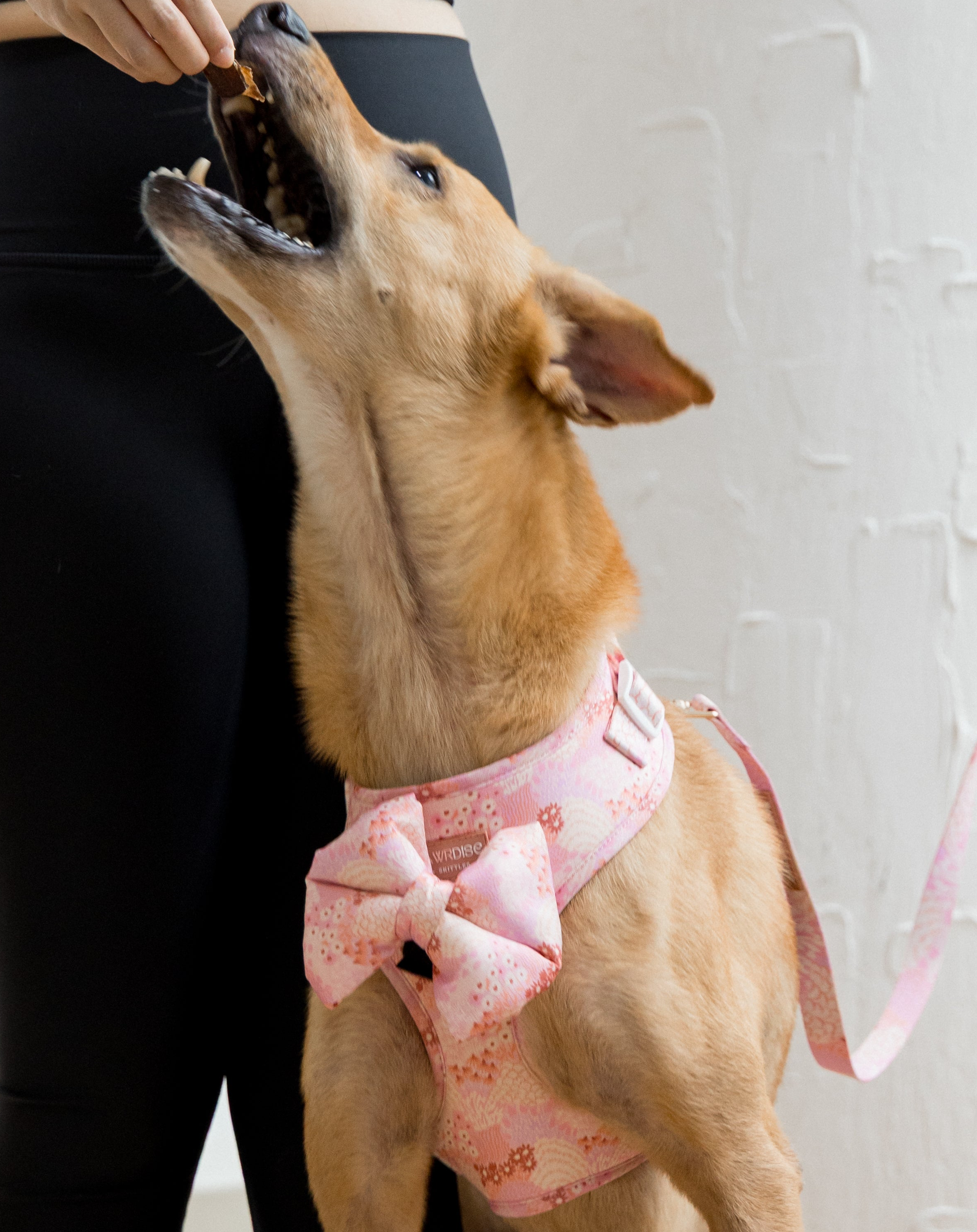Dog in brown wearing a pink floral harness with a puffy pillow bow, standing on a white floor, eating treats. Showcasing side harness with leash and white buckle