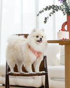 Small white pomeranian dog wearing a pink harness sitting on a wooden chair indoors.