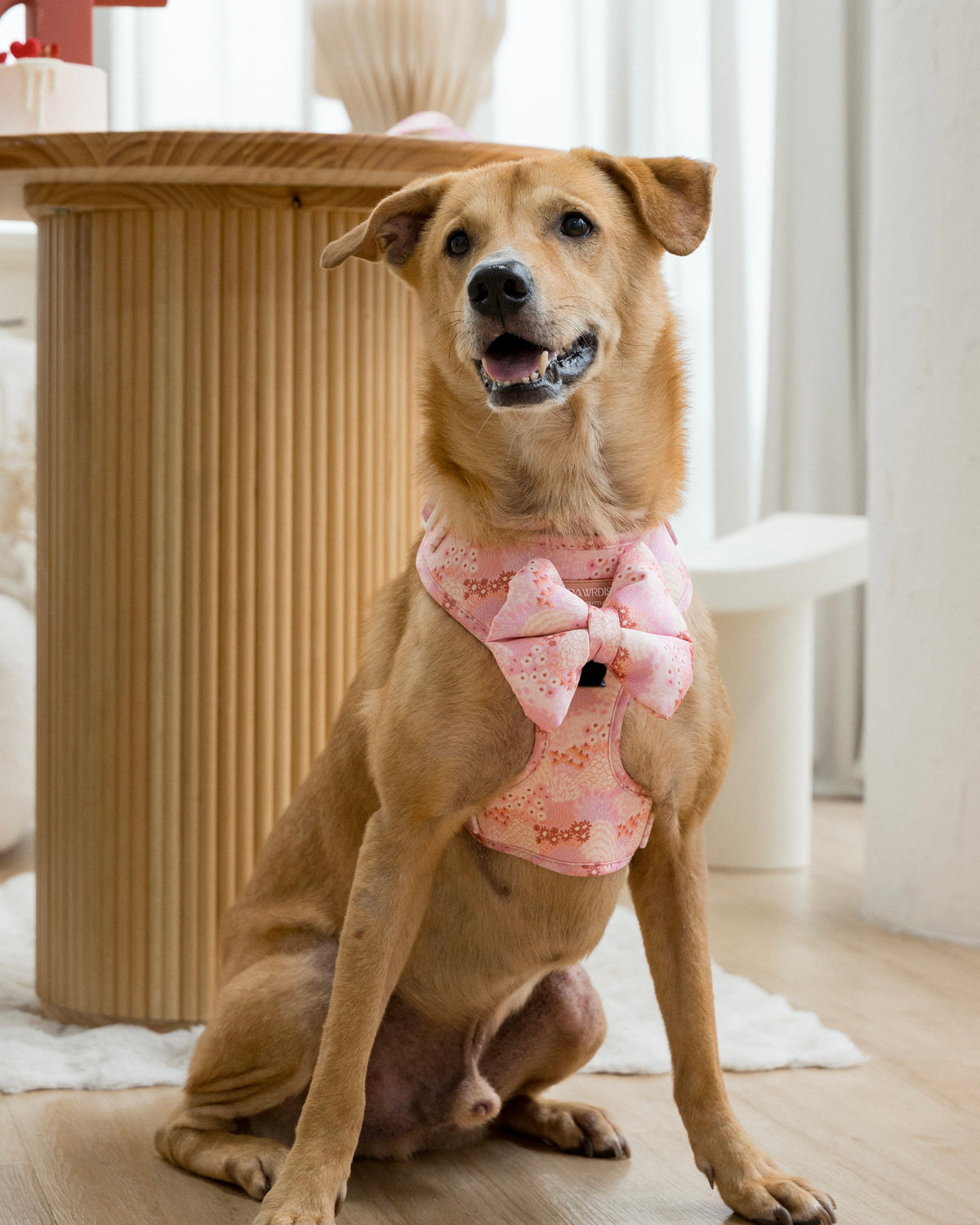 Blush bloom harness with bow front view
