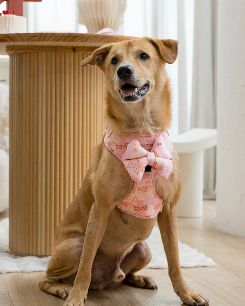 Blush bloom harness with bow front view