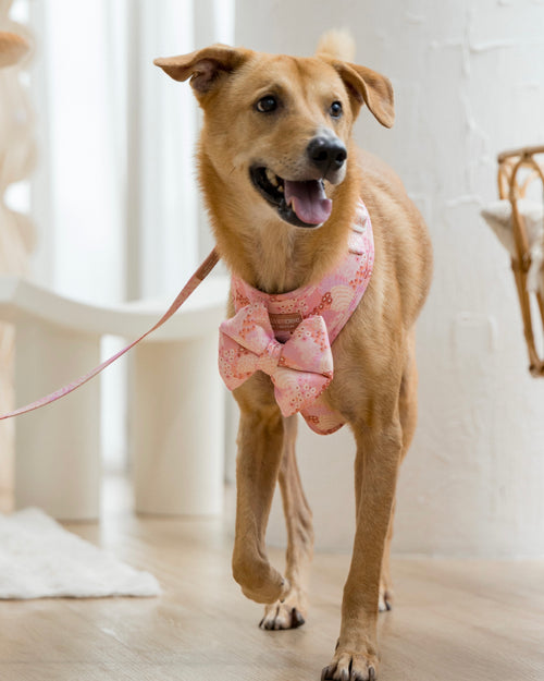 Blush bloom harness with pillow bow front view