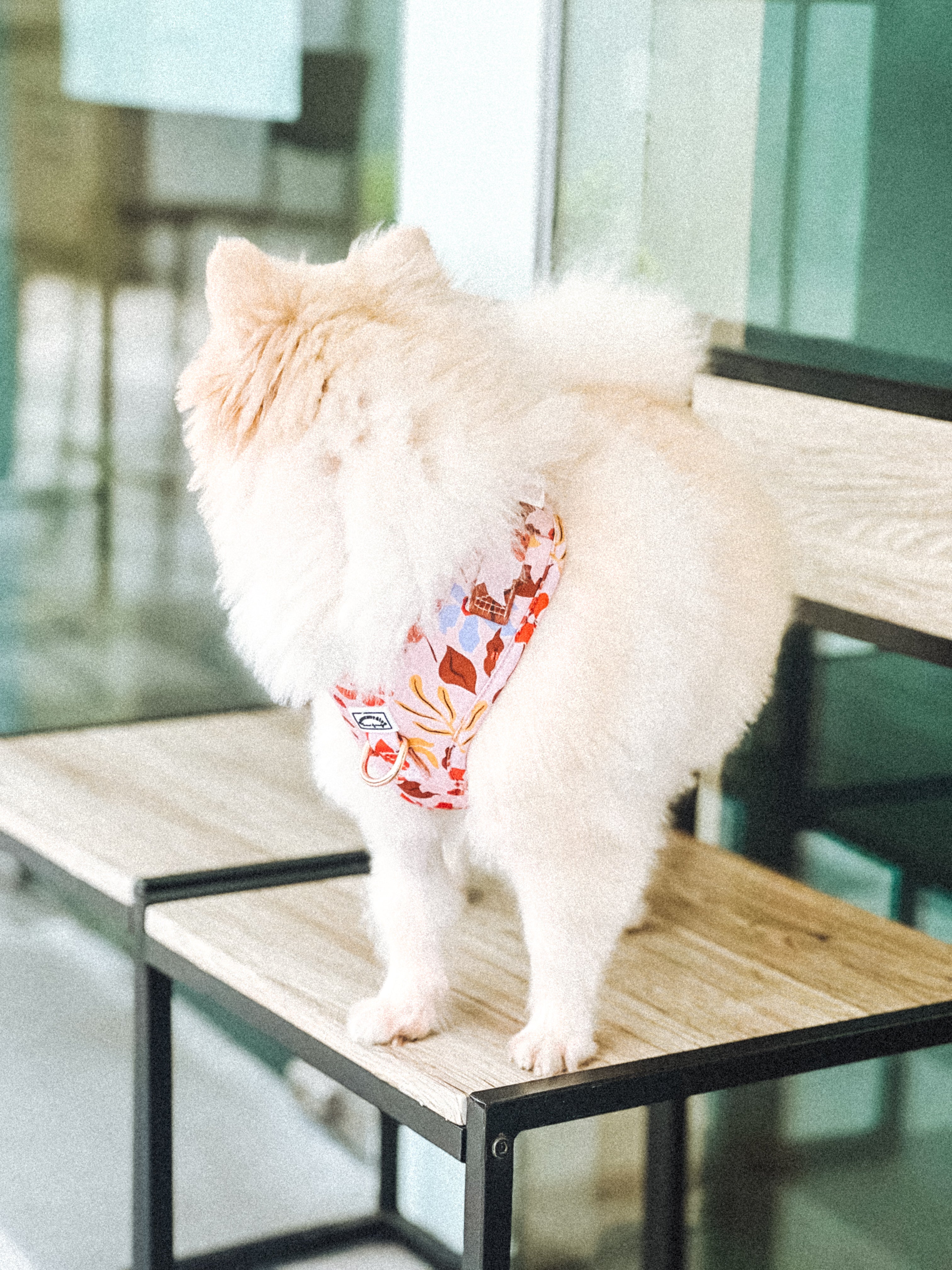 Summer Lurving Adjustable Harness