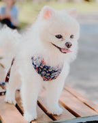 Caddy batik harness with leash close-up