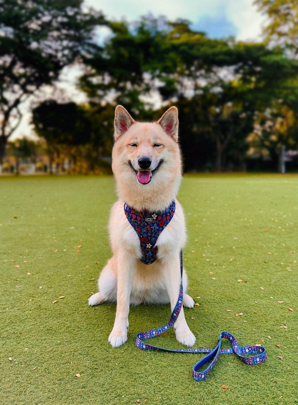 Caddy batik harness with leash front view 