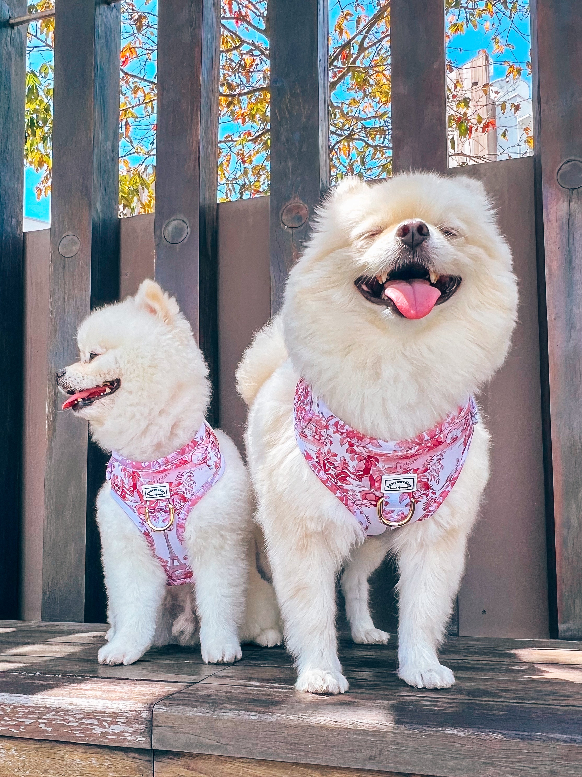 Ciy of love harness top view