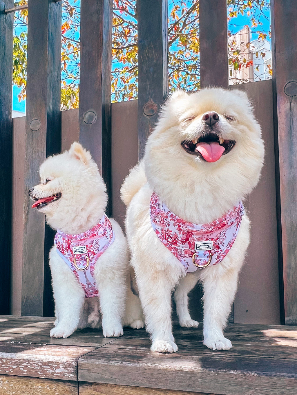 City of Love Adjustable Harness