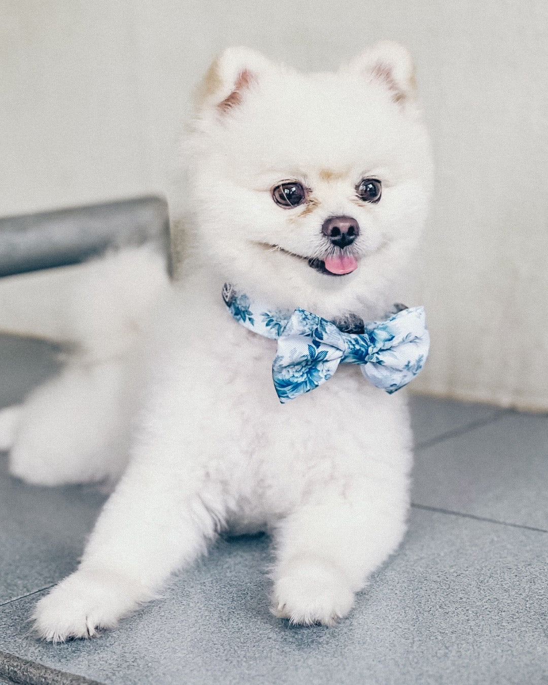 A white Pomeranian dog wearing Pawrawrdise Enchanted collar and blue bow tie collar.
