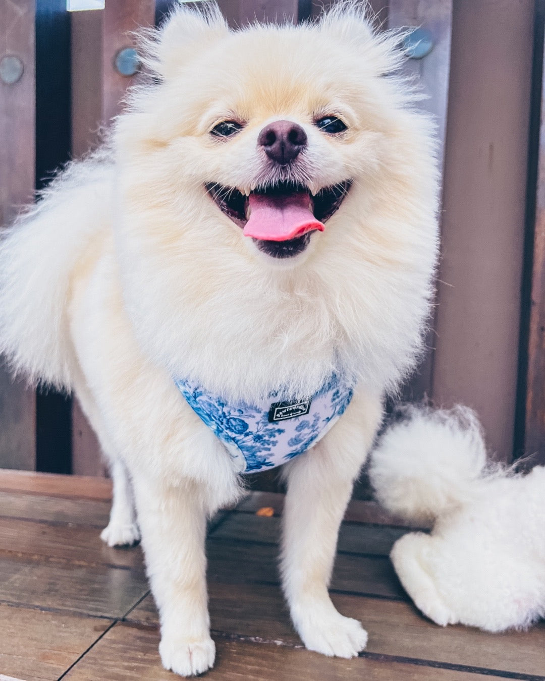 White Pomeranian dog standing on a wooden bench, wearing enchanted adjustable blue toile de jouy floral harness design.
