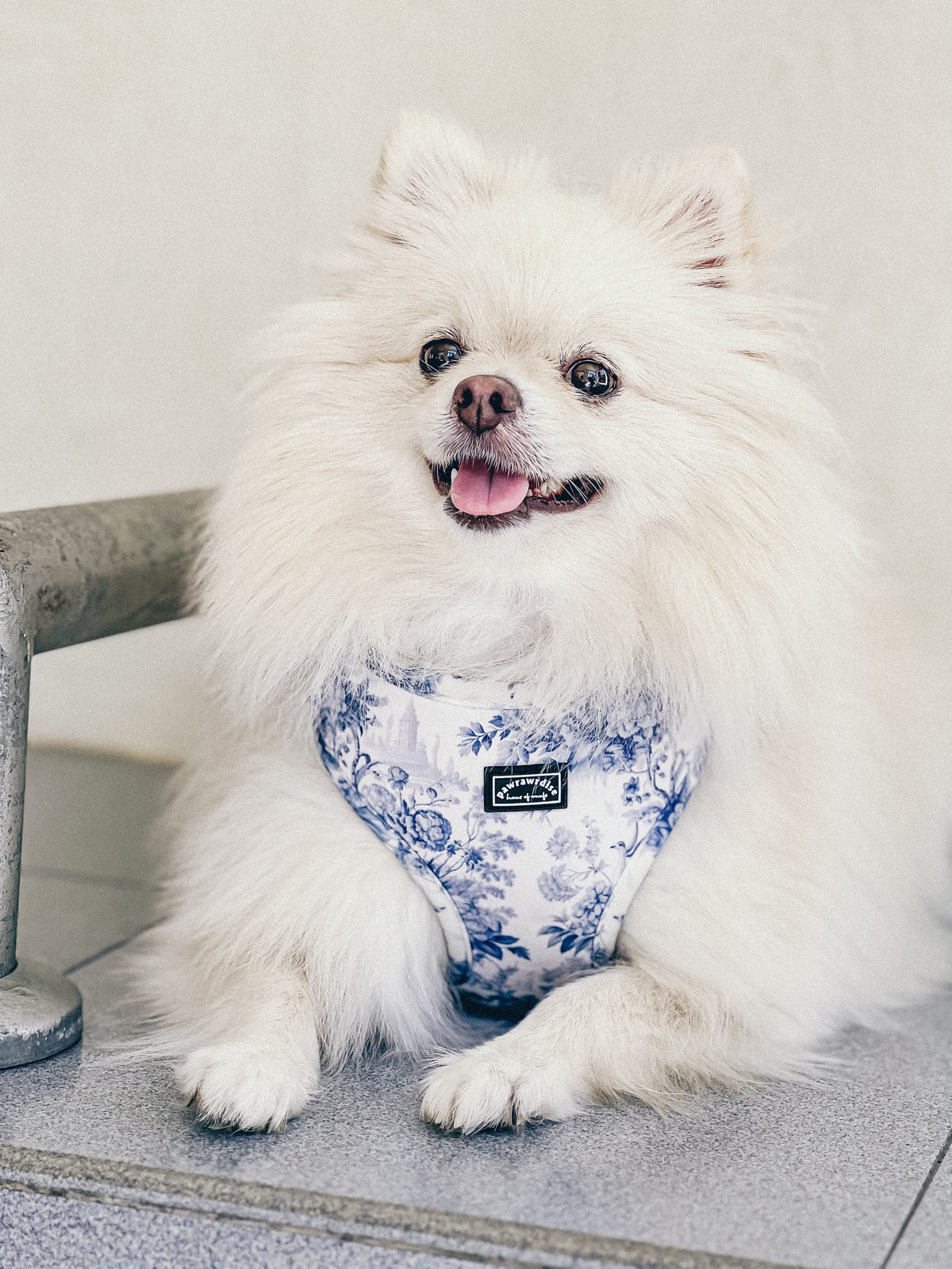 A white fluffy Pomeranian dog wearing a blue harness with a floral pattern