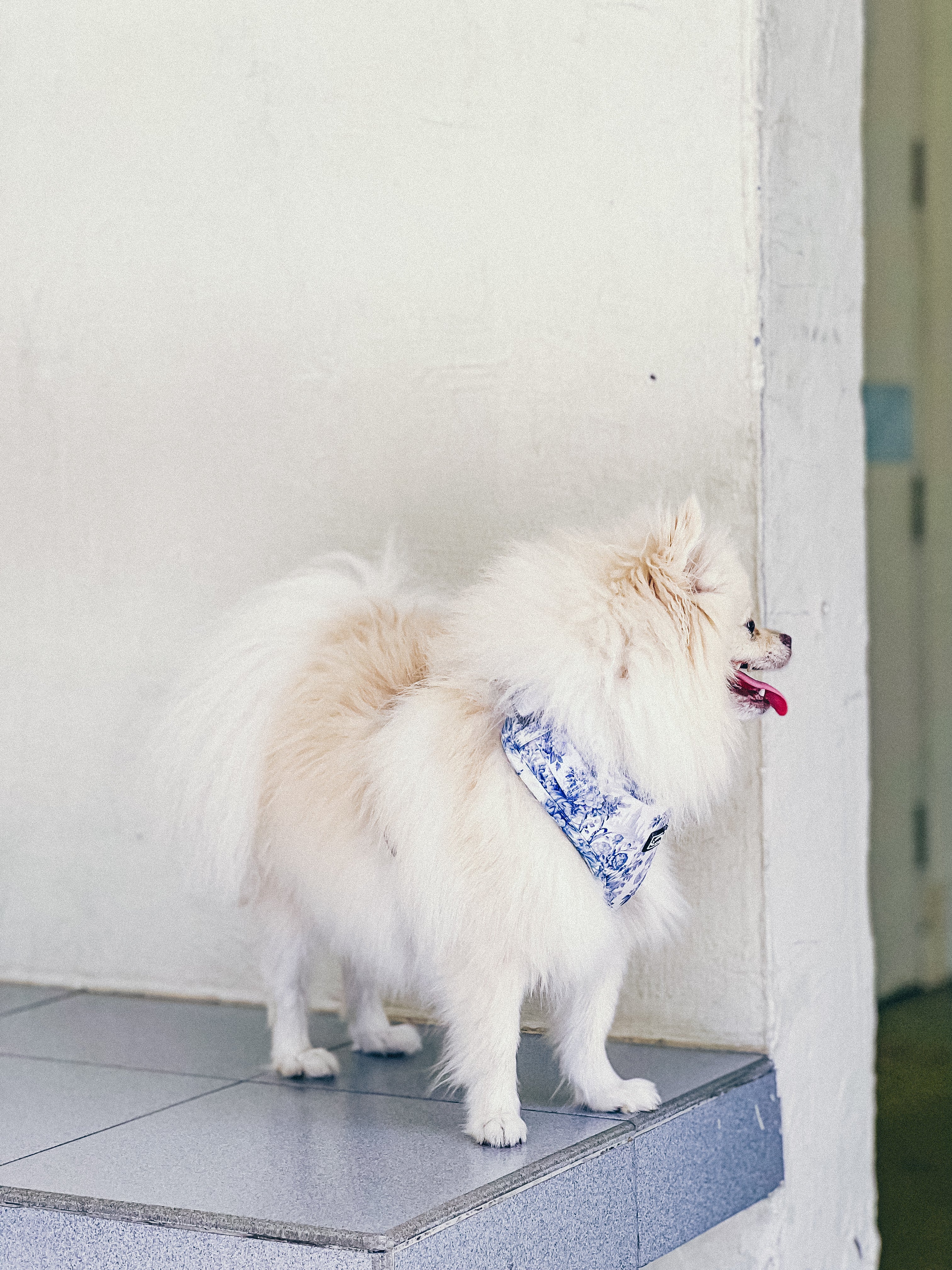 A white fluffy Pomeranian wearing a blue enchanted harness with floral print and toile de jouy print, side view of the harness