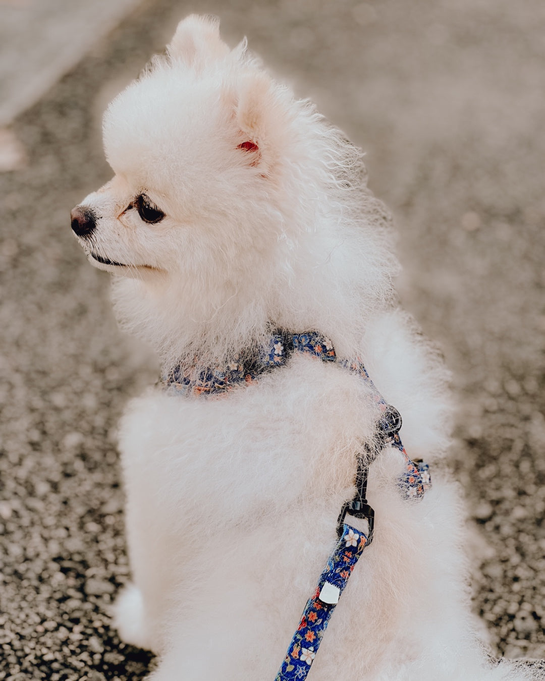 Caddy Batik Adjustable Harness