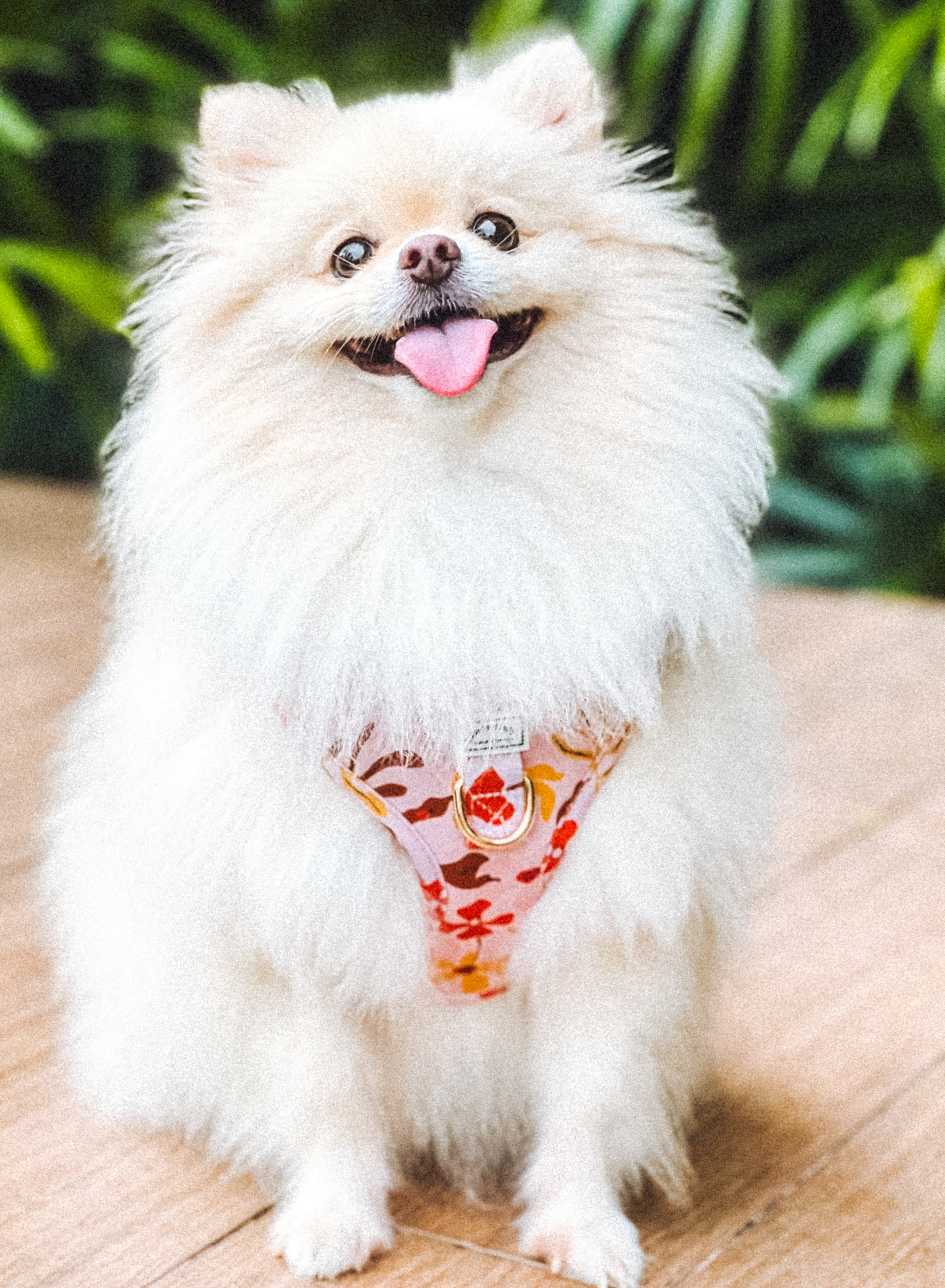 Small white dog, pomeranian with a colorful harness sitting on a wooden floor with greenery in the background