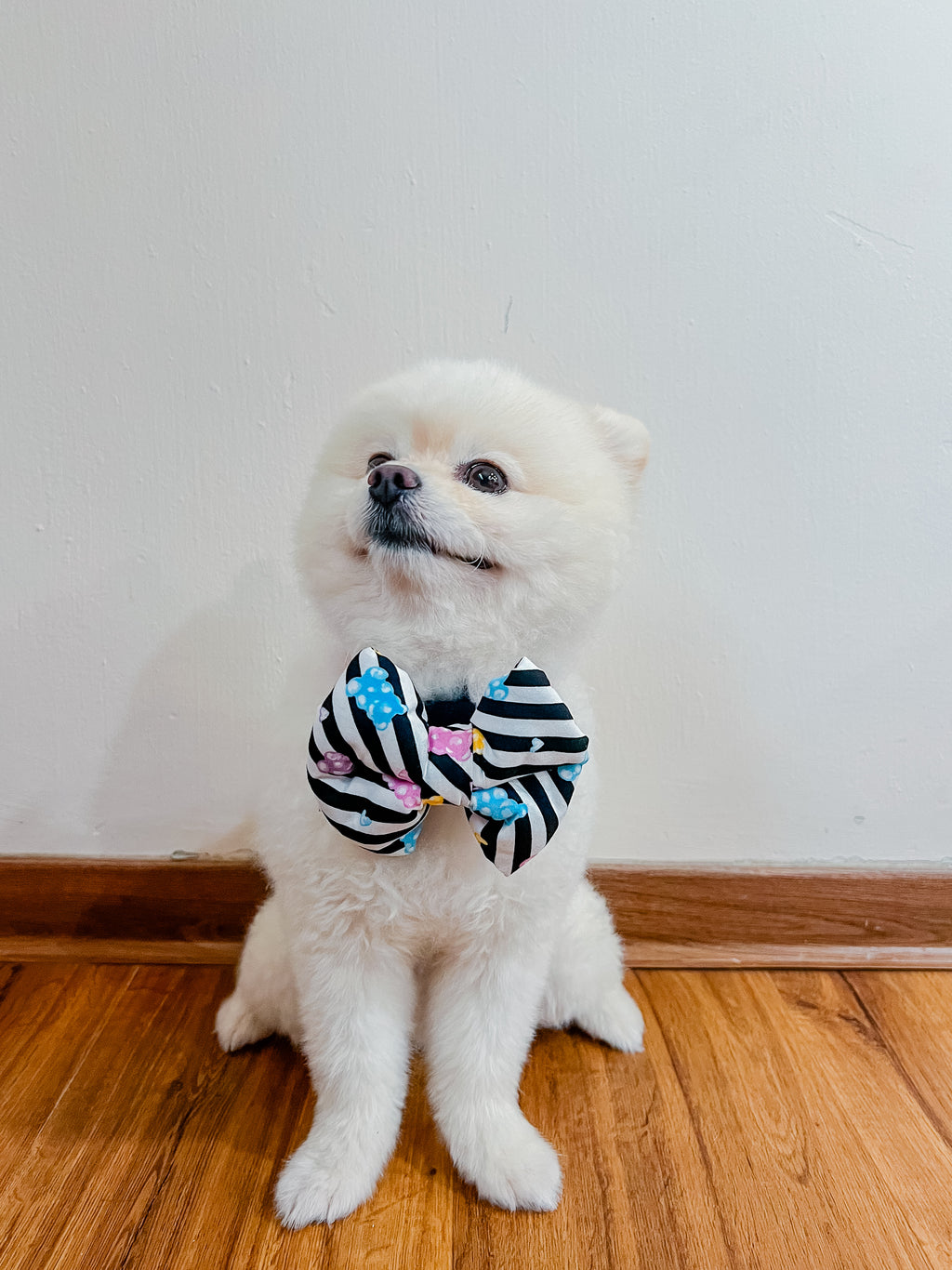 A white pomeranian dog wearing a pillow bow with jelly bears pattern.