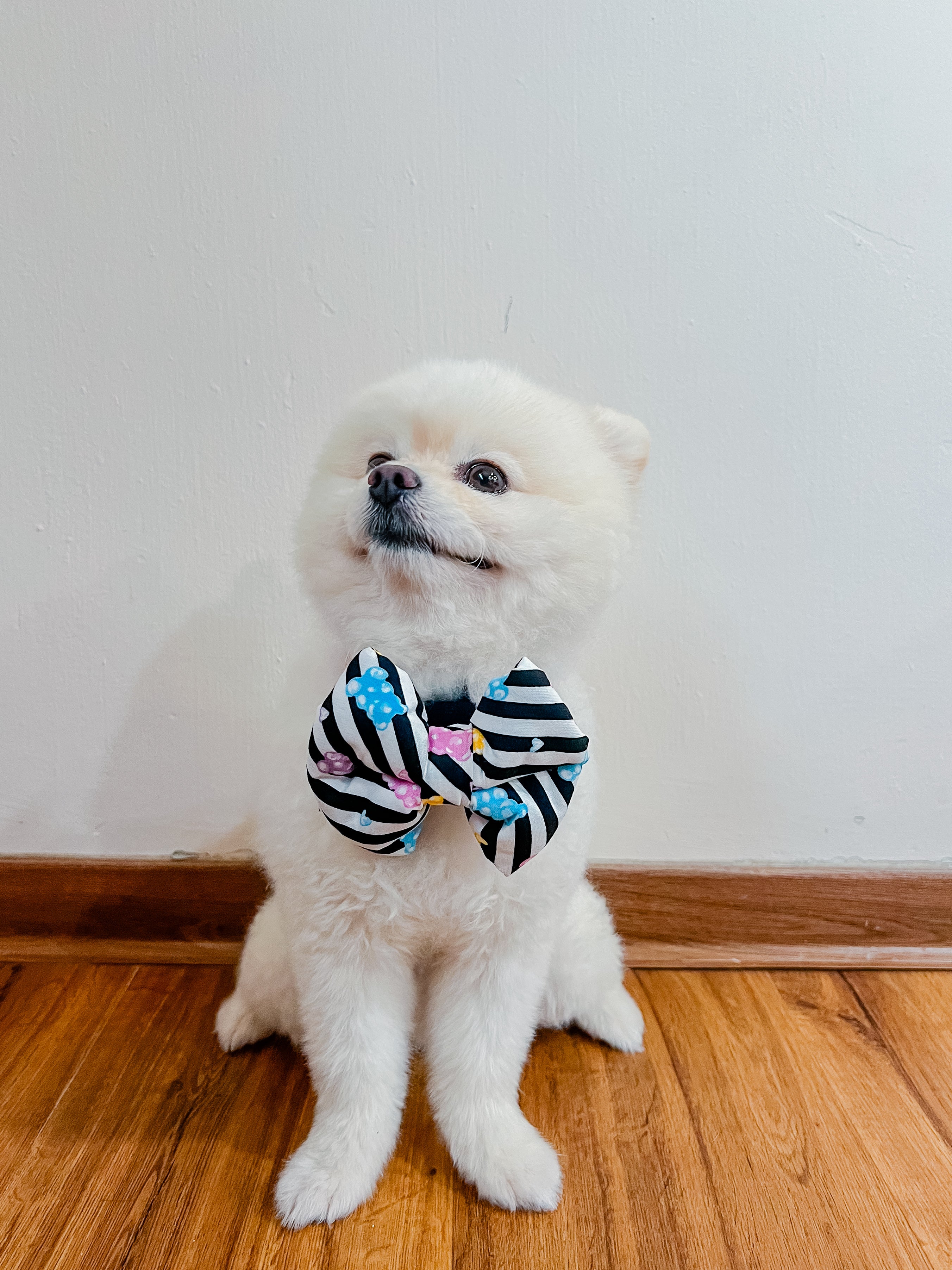 A white pomeranian dog wearing a pillow bow with jelly bears pattern.