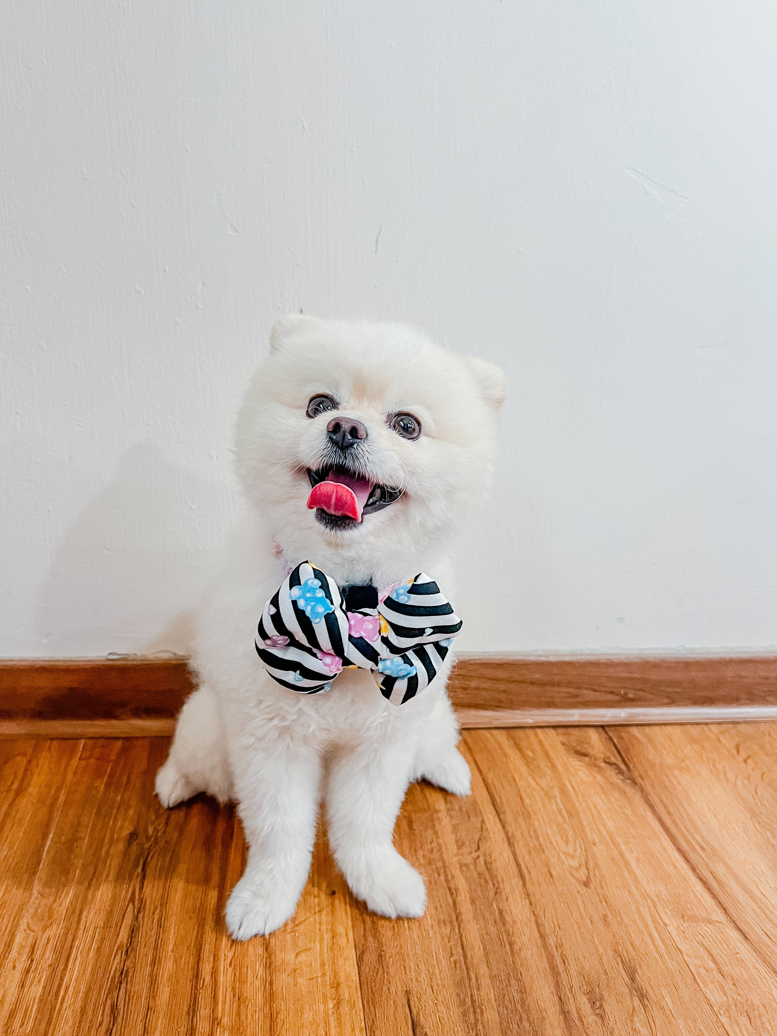 White pomeranian dog wearing a striped jelly bears bow tie sitting on a wooden floor against a white wall.