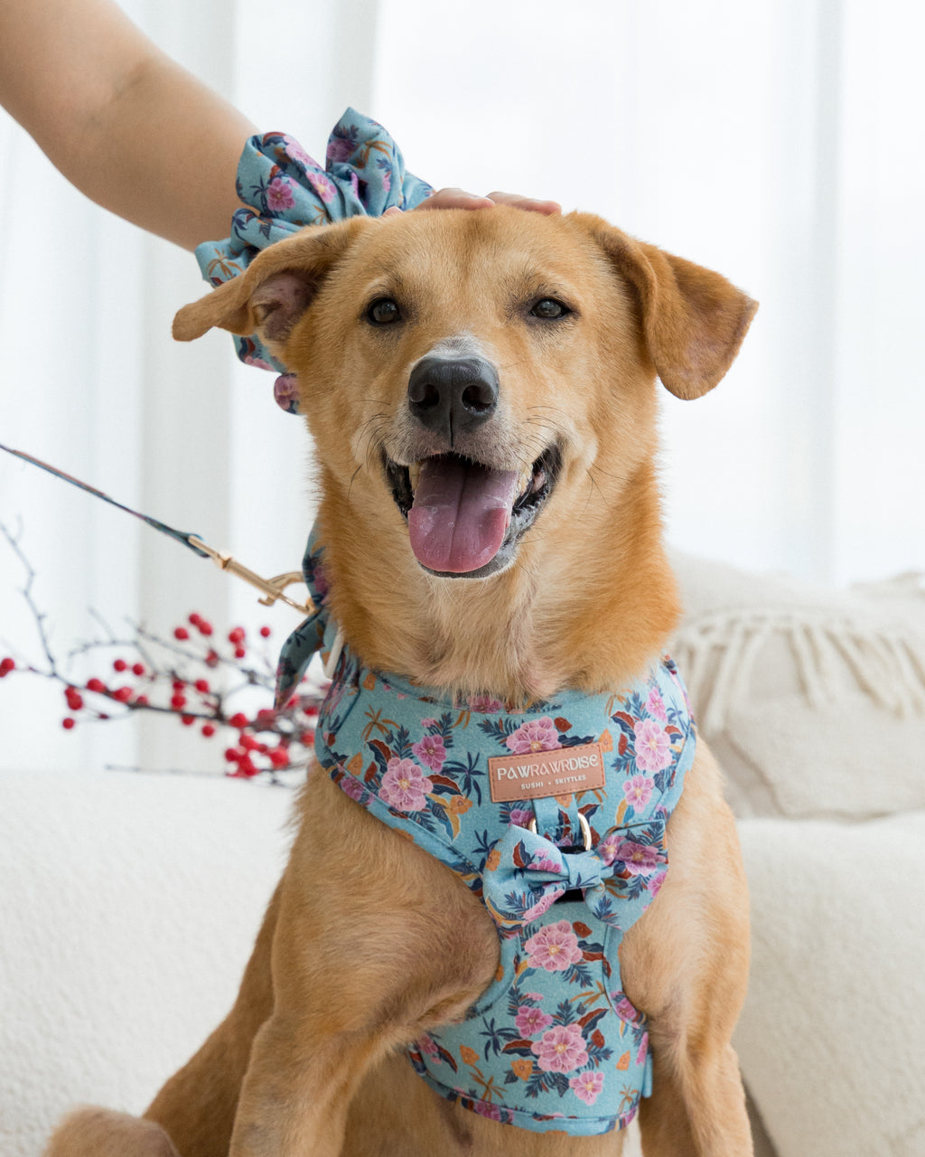 Brown mongrel dog wearing laguna tropical floral harness with a matching scrunchie, sitting on a couch.