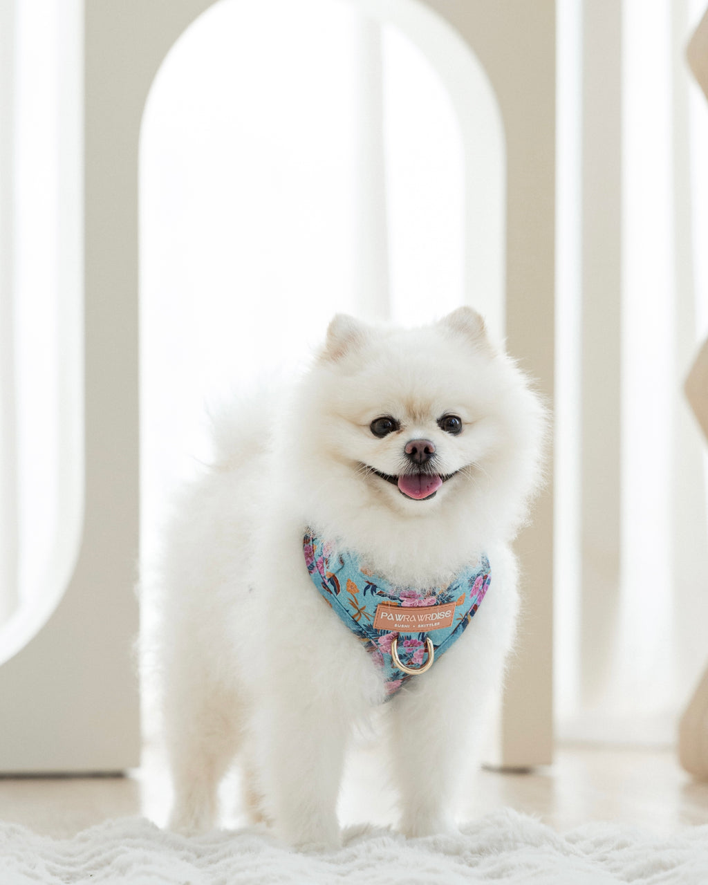 White Pomeranian dog wearing Laguna tropical adjustable harness sitting on a light-colored floor.