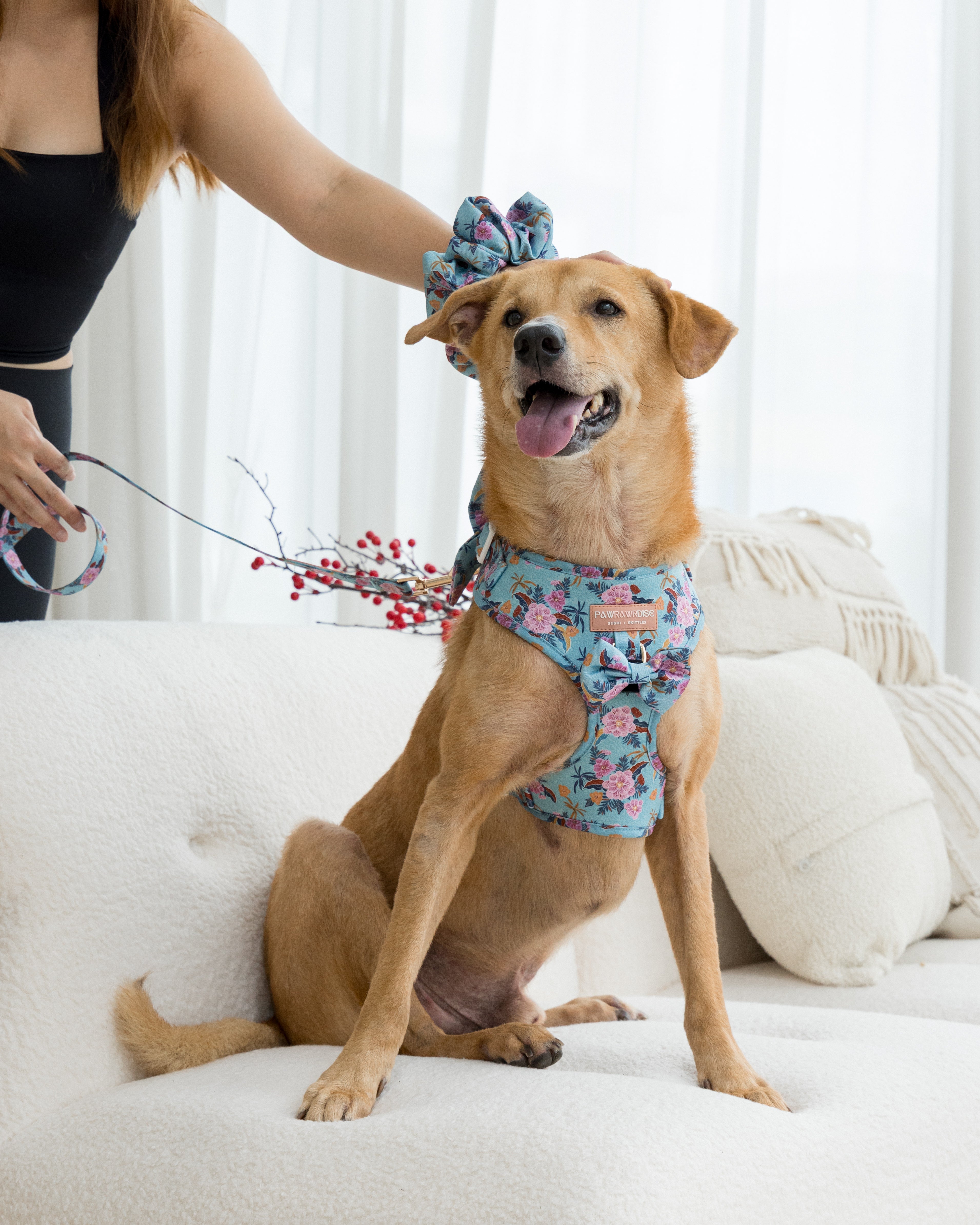 Brown mongrel dog wearing laguna tropical floral harness sitting on a couch with a person petting his head. The person is wearing matching scrunchie on her wrist. 