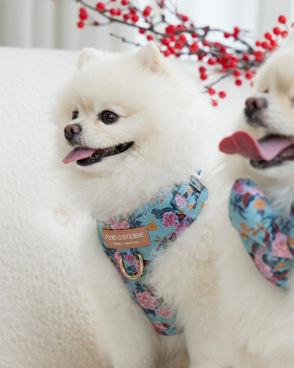 A small white Pomeranian dog wearing floral adjustable harness on a light background