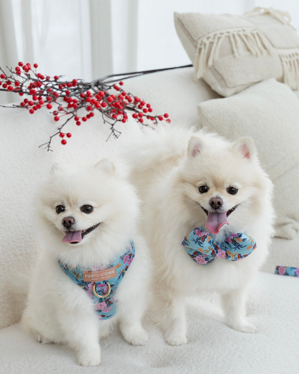Two white Pomeranian dogs, one wearing Laguna tropical floral adjustable harness and another wearing matching pillow bow on a light-colored couch with decorative elements.