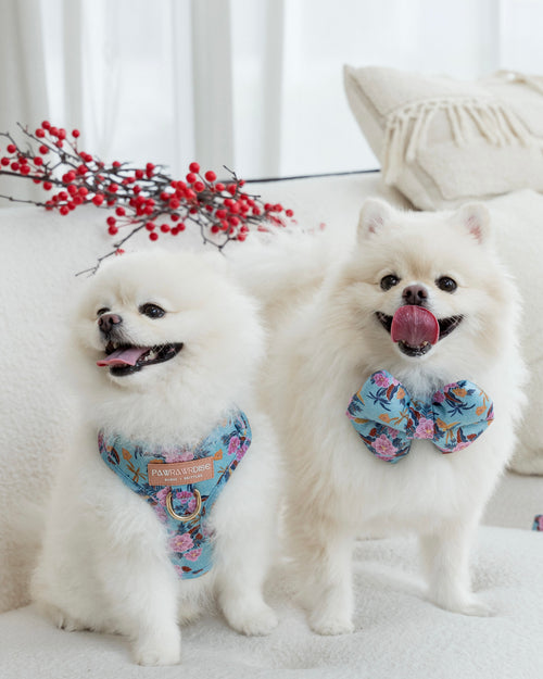 A small white Pomeranian dog wearing laguna tropical  harnesses and a matching bow tie on a white couch front view