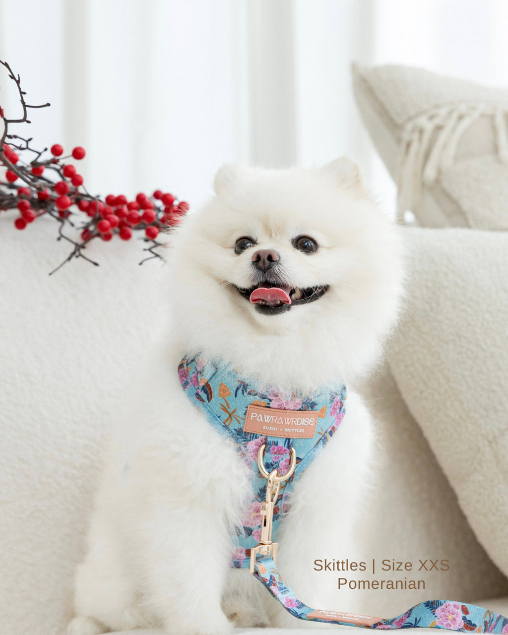 White pomeranian dog wearing laguna tropical floral harness and leash attached to D ring with a neutral background