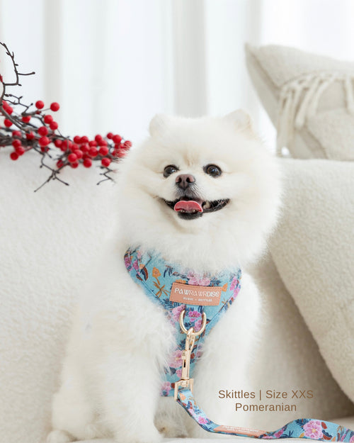 White pomeranian dog wearing laguna tropical floral harness and leash attached to D ring front view