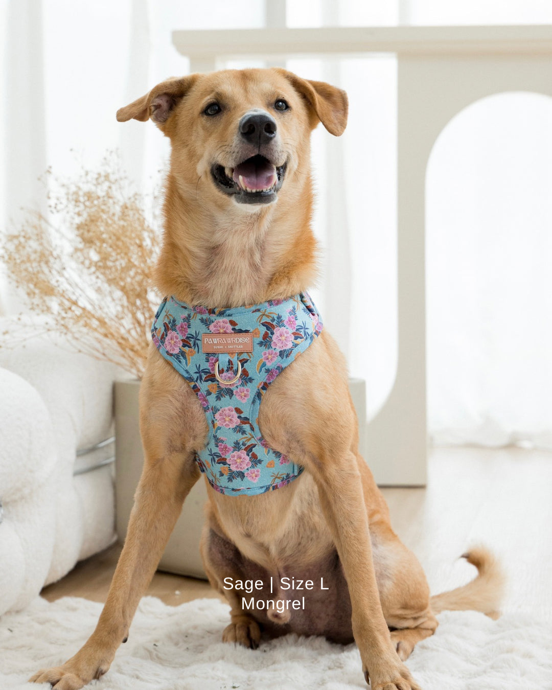 Brown dog wearing Laguna Tropical floral harness sitting on a white rug.