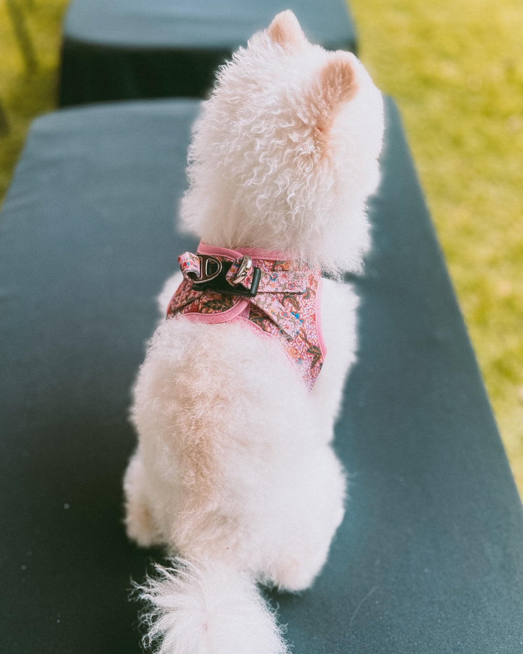 A small white Pomeranian dog wearing Leigh Nonya Batik step-in harness with a floral pattern, with black buckle at the back 