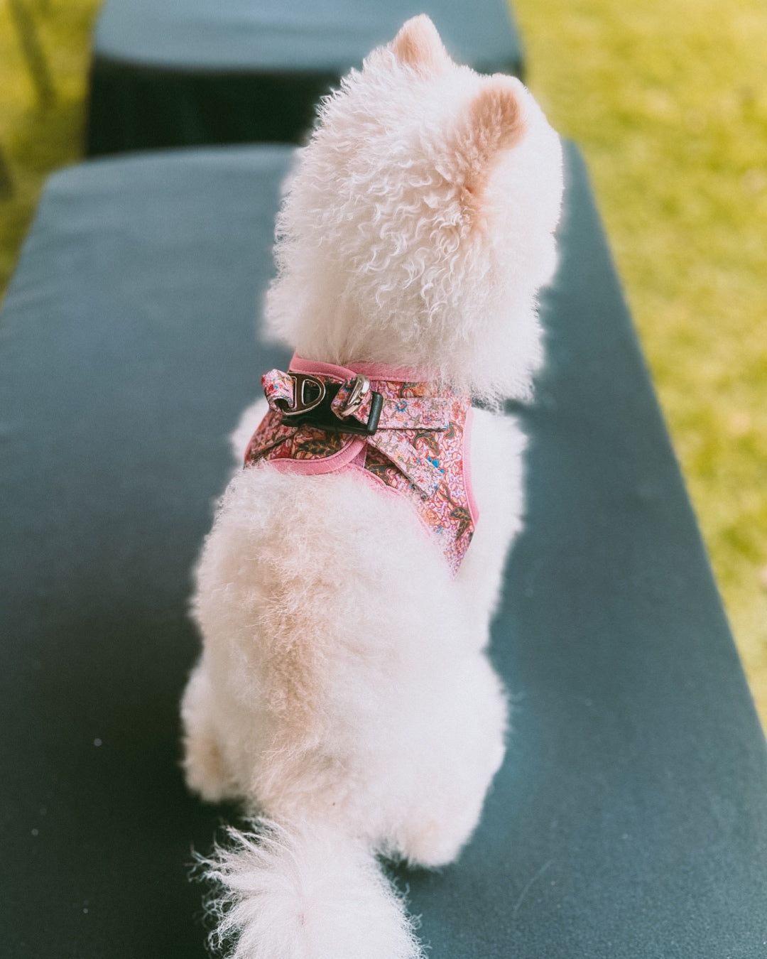 A small white Pomeranian dog wearing Leigh Nonya Batik step-in harness with a floral pattern, with black buckle at the back 