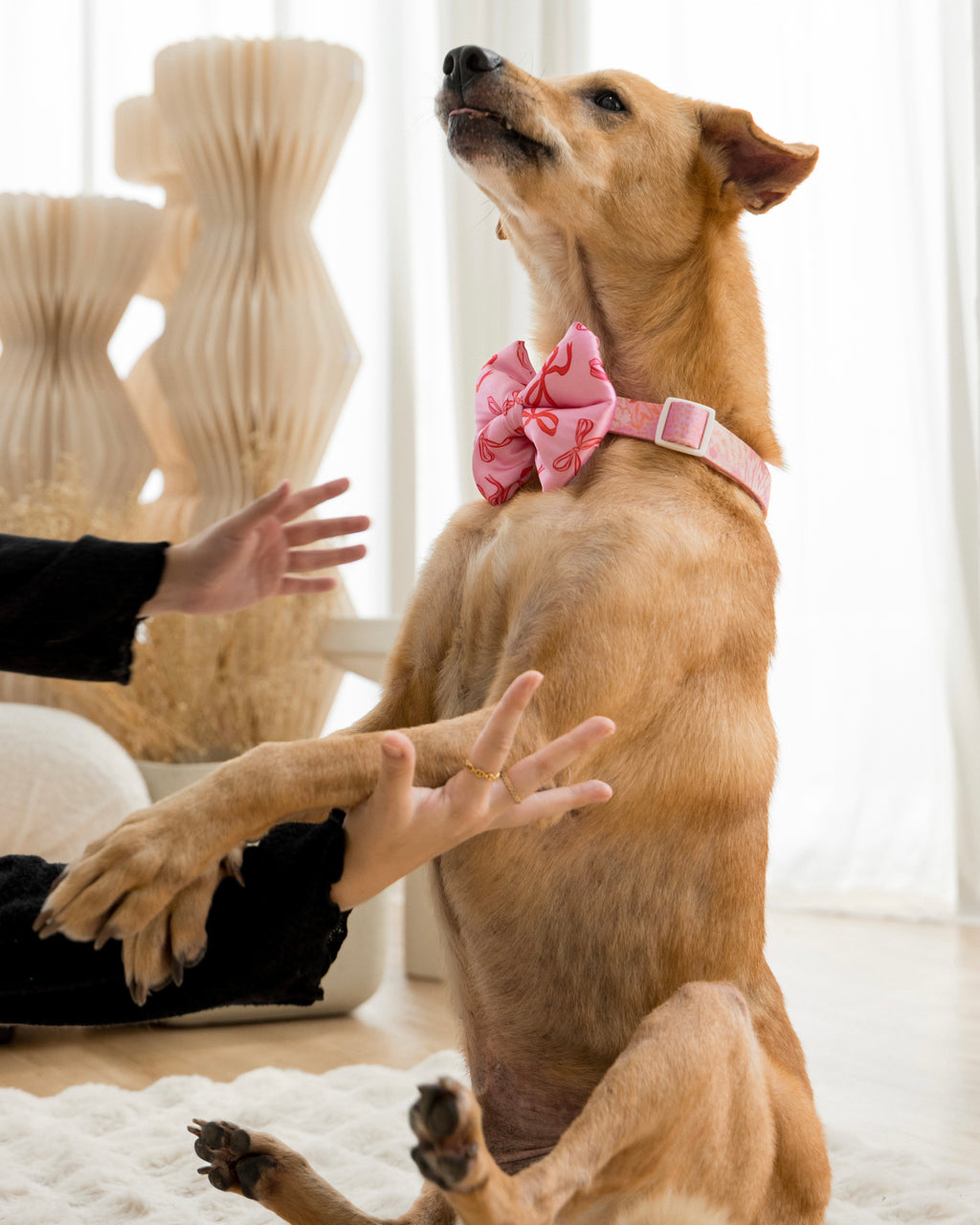 Brown dog with a pink collar and bow interacting with a person