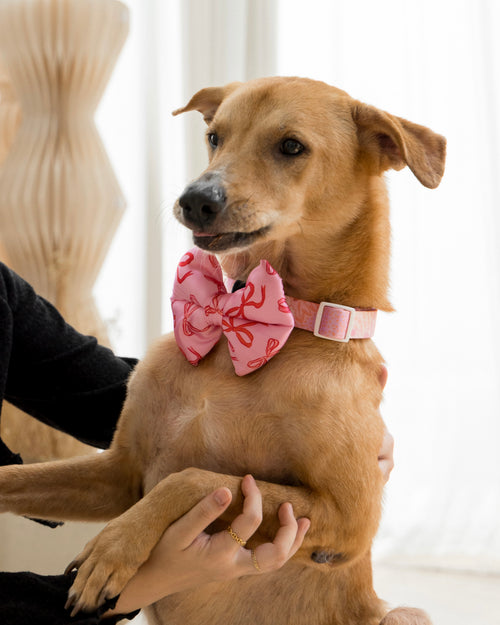 Brown dog wearing a pink bow tie and collar with a minimalist background
