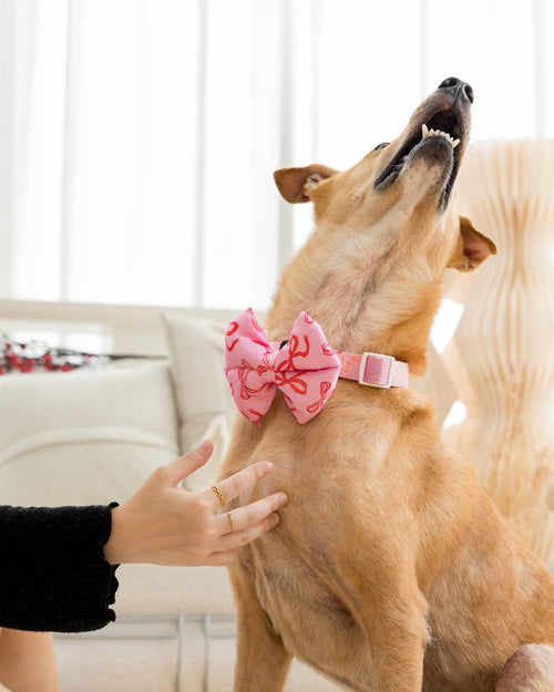 Brown dog wearing a pink bow tie and collar with a person petting it indoor.