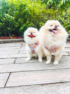 Two small Pomeranian dogs wearing Noel’s tradition adjustable christmas harnesses standing on a wooden deck with greenery in the background.
