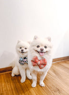 Two small pomeranian white dogs wearing pillow bows sitting on a wooden floor.