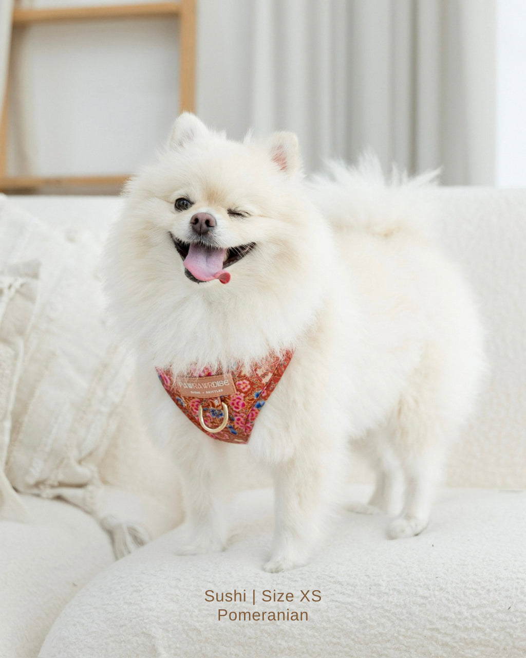 White Pomeranian dog wearing scarlet batik red adjustable harness standing on a white couch.