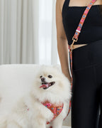 A white Pomeranian dog wearing a scarlet batik red floral harness and hands-free leash, standing next to a person in a black workout outfit.